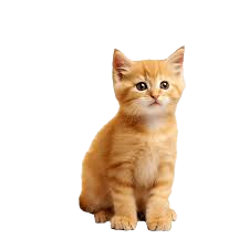 Kedi